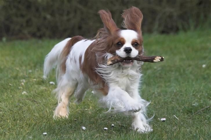 Cavalier king charles spaniel Lucky (i hundehimlen) - Taget af webpic.dk billede 1