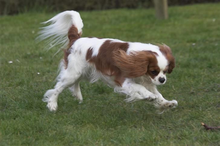 Cavalier king charles spaniel Lucky (i hundehimlen) - Webpic.dk billede 2
