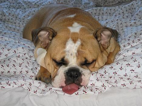 Engelsk bulldog Anna - jeg sover bare billede 19