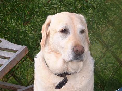 Labrador retriever Wakey *DØD* - NYT! 8/6-05  er han ikke dejlig??? billede 10