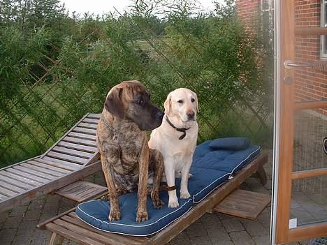 Labrador retriever Wakey *DØD* - Der er ikke noget bedre, end at iagttage aftensmaden! billede 11