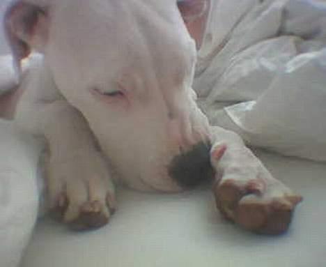 Dogo argentino Whopey/død - Her er hun som lille baby! Bare et mobilbillede... billede 18