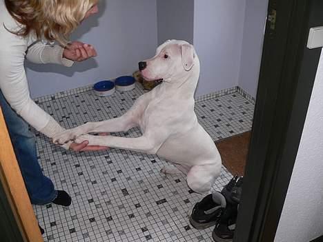 Dogo argentino Whopey/død - Jeg bukker og du nejer! billede 19