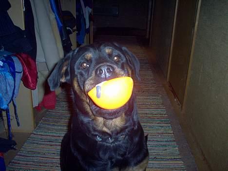 Rottweiler Rina - Se mor, jeg har fundet min gamle bold... billede 7