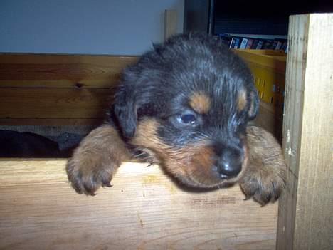 Rottweiler Rina - Hvalp fra kullet 2005 billede 8