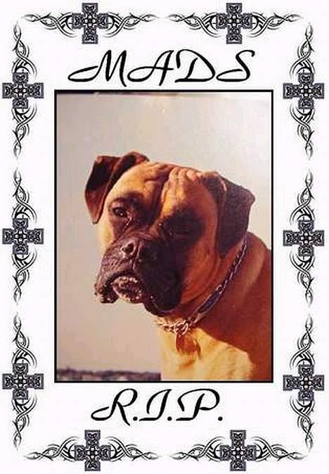 Boxer Mads **DØd** billede 13