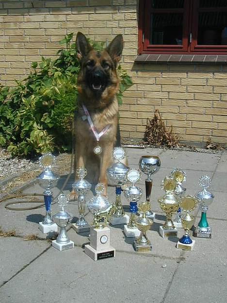 Schæferhund Slottet's Version Of Life - Chelsea med nogen af sine pokaler billede 12