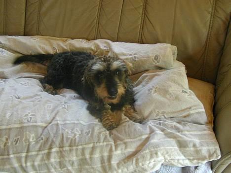 Gravhund Frederik - Ren hygge billede 1