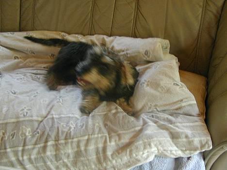 Gravhund Frederik - Det er min dyne !!! billede 2