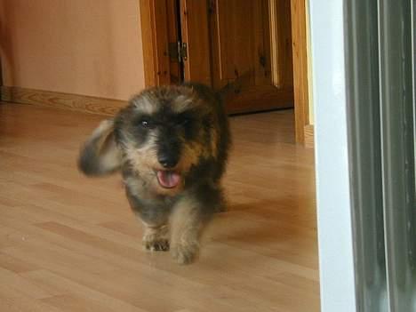 Gravhund Frederik - Her kommer jeg ! billede 3