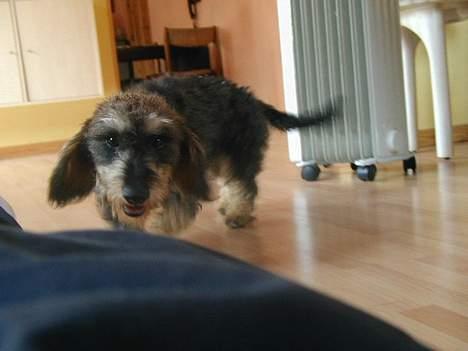 Gravhund Frederik - Et styks bukseben i sigte *gg*  billede 4