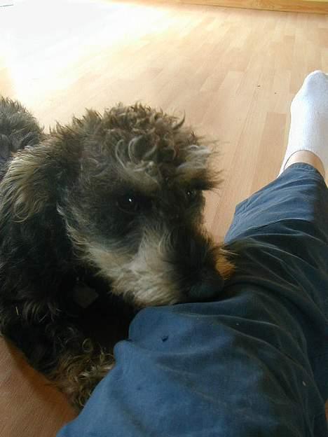 Gravhund Frederik - De bukser er da ikke helt tossede at tygge i !! billede 5