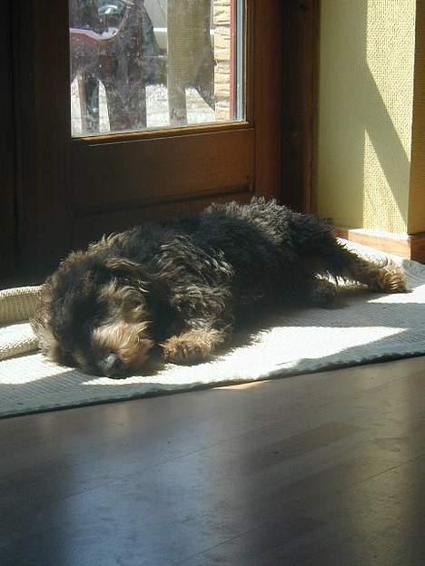 Gravhund Frederik - Dejligt med en slapper  billede 6