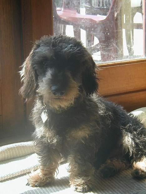 Gravhund Frederik - Er jeg ikke bare sød ?? billede 7