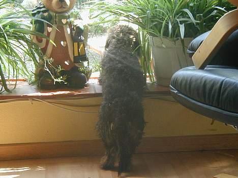 Gravhund Frederik - Frederik´s hjemmebiograf ( at stå og holde øje med fårerne ) *gg* billede 8