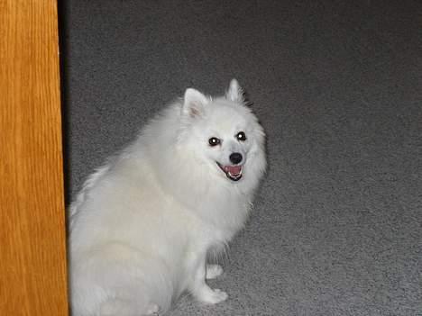 Japansk spids Minka billede 2