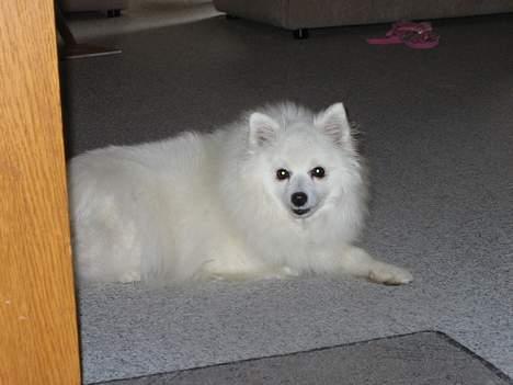 Japansk spids Minka billede 3