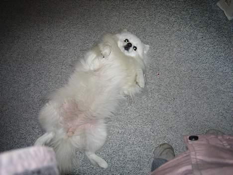 Japansk spids Minka billede 4