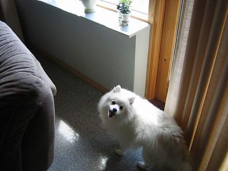 Japansk spids Minka billede 5