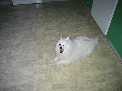 Japansk spids Minka billede 6