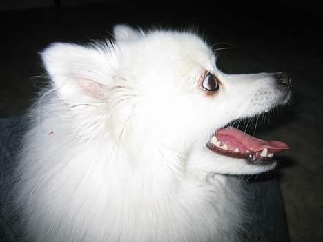 Japansk spids Minka billede 7