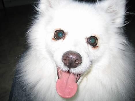 Japansk spids Minka billede 8