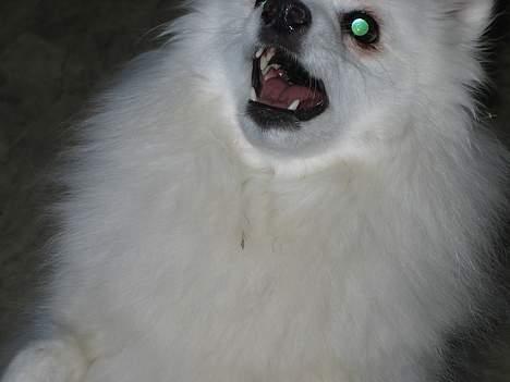 Japansk spids Minka billede 9