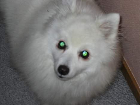 Japansk spids Minka billede 10