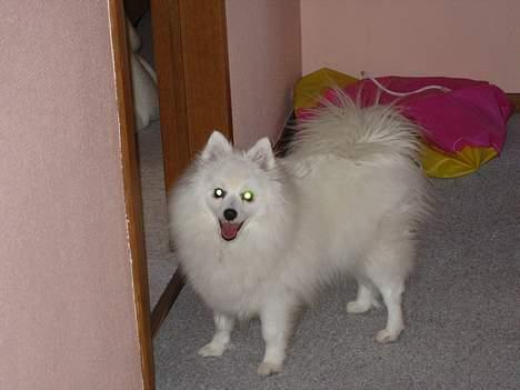 Japansk spids Minka billede 11