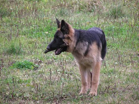 Schæferhund Aika - NYT billede 20