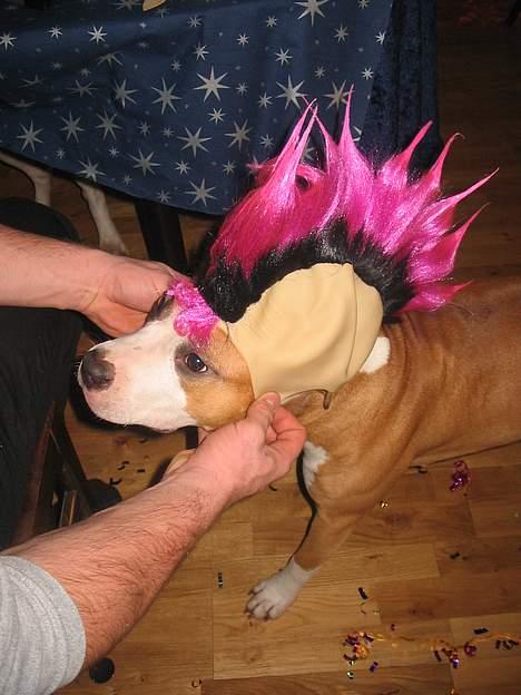 Amerikansk staffordshire terrier Freya billede 7