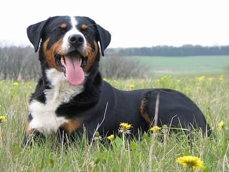 Appenzeller sennenhund Røbi von Razco "Razco" - Razco slapper af billede 4