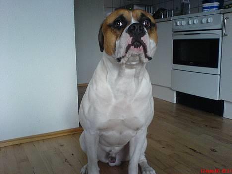 Amerikansk bulldog pablo escobar the bully - tudefjæs.. hehe billede 7