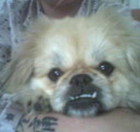 Pekingeser Lotus - Jeg er klar til mit nærbillede! billede 1