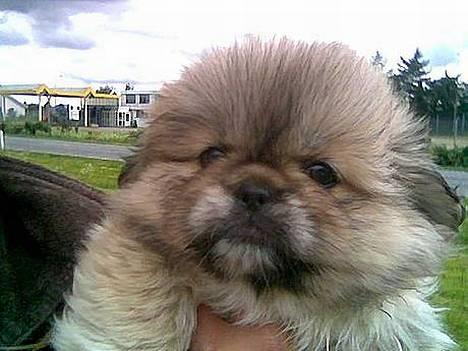 Pekingeser Lotus - Lotus - da hun var på vej til sit nye hjem billede 2