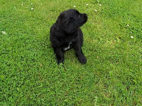 Blanding af racer Laddie billede 1