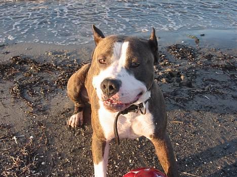 Amerikansk staffordshire terrier Jake - R.I.P  04/08-11  R.I.P - Amager Strand Park D. 10-06-2005  Et lille smil :-D billede 13