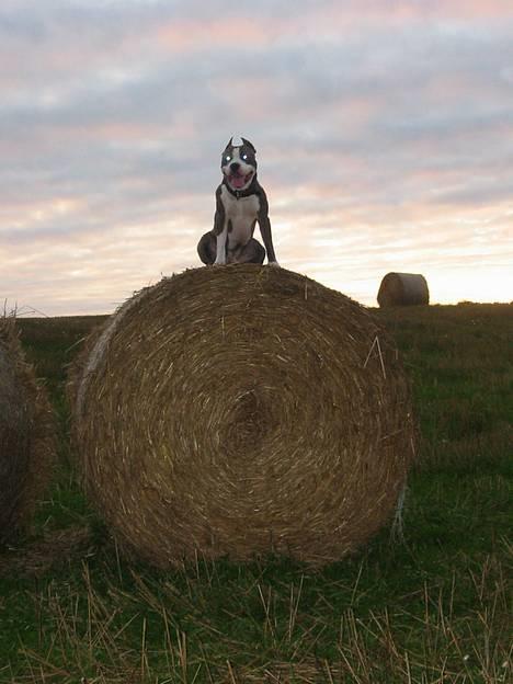 Amerikansk staffordshire terrier Jake - R.I.P  04/08-11  R.I.P billede 14