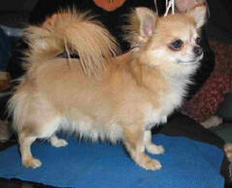 Chihuahua Teddy billede 1