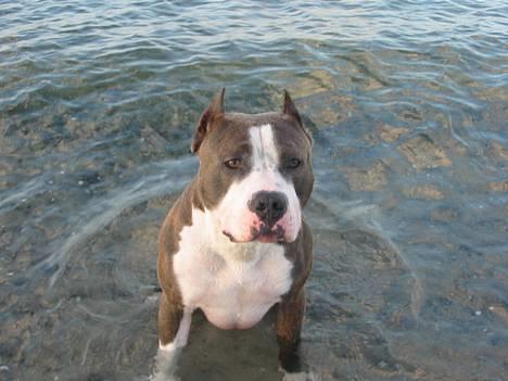 Amerikansk staffordshire terrier Jake - R.I.P  04/08-11  R.I.P billede 15