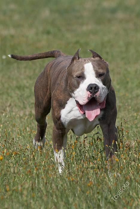 Amerikansk staffordshire terrier Jake - R.I.P  04/08-11  R.I.P - PRUST........  tykke jake  :-D billede 16