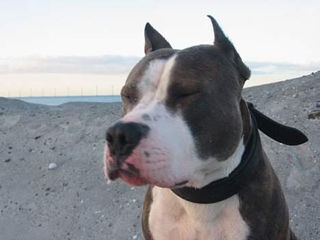 Amerikansk staffordshire terrier Jake - R.I.P  04/08-11  R.I.P - Ej ikke flere billeder vel, jeg er blevet så træt :-D billede 17