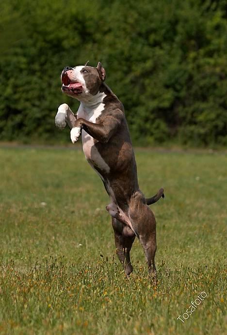 Amerikansk staffordshire terrier Jake - R.I.P  04/08-11  R.I.P - Weeee .... billede 18