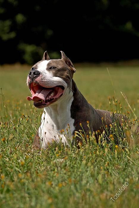 Amerikansk staffordshire terrier Jake - R.I.P  04/08-11  R.I.P billede 19