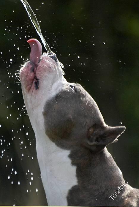 Amerikansk staffordshire terrier Jake - R.I.P  04/08-11  R.I.P billede 20