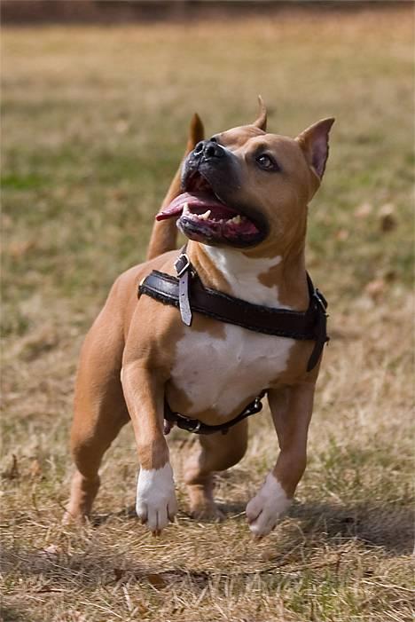 Amerikansk staffordshire terrier Nadia   *R.I.P.* - *Nyt* Tosafoto April 2006. Nadia 4 år. billede 1