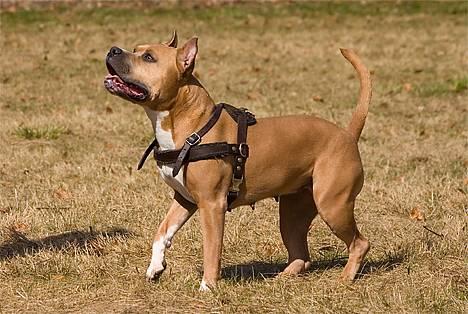 Amerikansk staffordshire terrier Nadia   *R.I.P.* - *Nyt* Tosafoto April 2006 billede 2