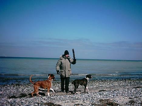 Amerikansk bulldog VBA's Kela R.I.P 2011 - Det er bare sååååå... hyggeligt at være på stranden med min ven Tyson..:-) billede 13