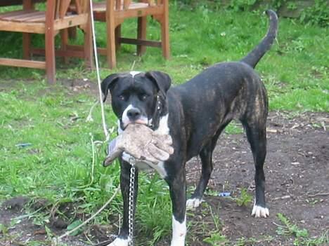 Amerikansk bulldog VBA's Kela R.I.P 2011 - Er der noget bedre end en gammel arbejdshandske..?? billede 14