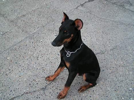 Dobermann sultan billede 1
